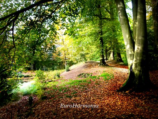 autumn_forest - euroharmonia